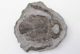 Devonian, Armored Fish (Bothriolepis) - Canada #197985-1